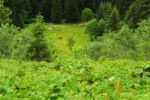 2014-07-05_Laengental-N-Hochweg (912). JPG